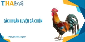 Cách huấn luyện gà chiến