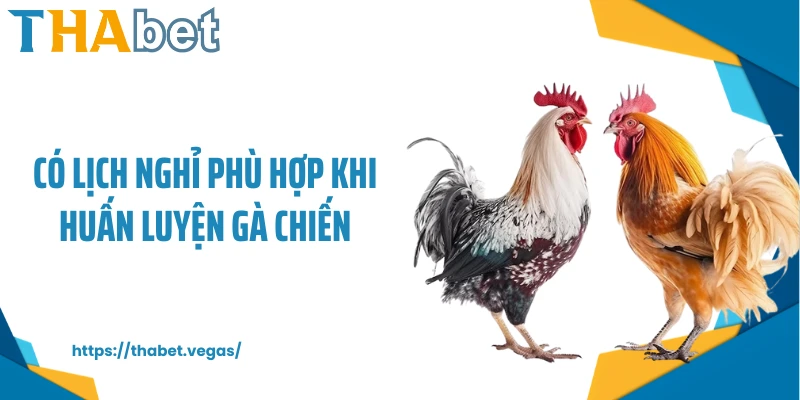 Có lịch nghỉ phù hợp khi huấn luyện gà chiến