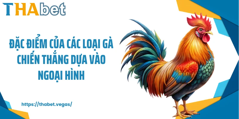 Đặc điểm của các loại gà chiến thắng dựa vào ngoại hình