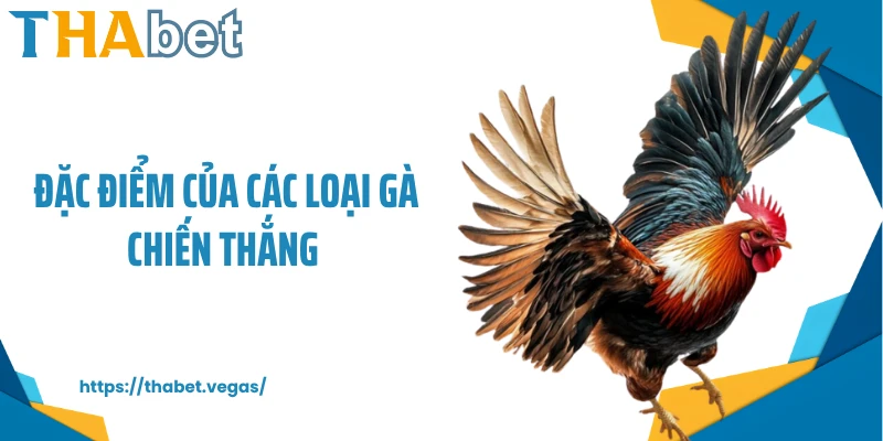 Đặc Điểm Các Loại Gà Chiến Thắng