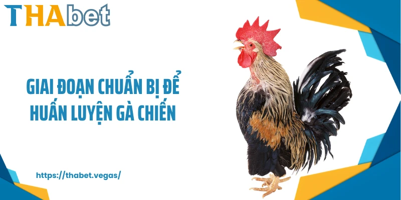 Giai đoạn chuẩn bị để huấn luyện gà chiến