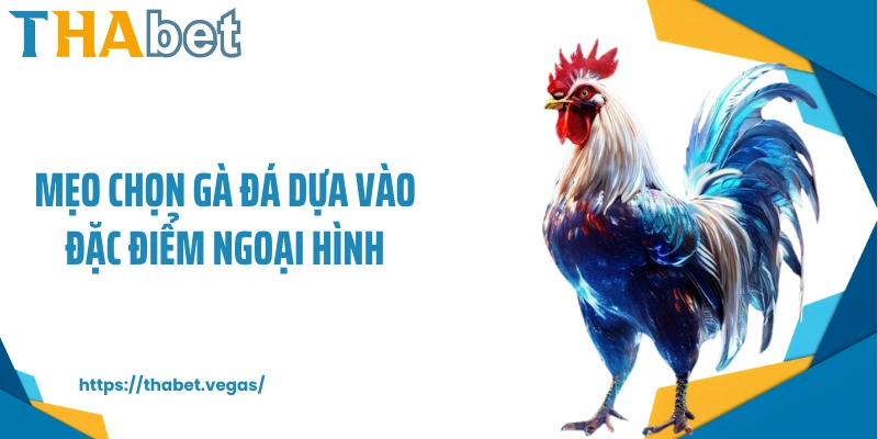 Mẹo chọn gà đá dựa vào đặc điểm ngoại hình