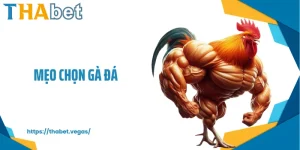 Mẹo chọn gà đá