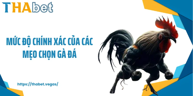 Mức độ chính xác của các mẹo chọn gà đá