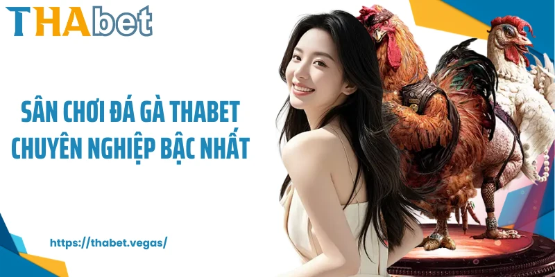 Sân chơi đá gà Thabet chuyên nghiệp bậc nhất