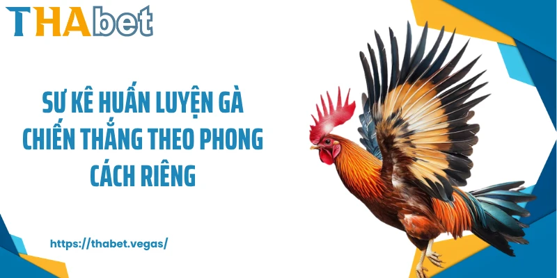 Sư kê huấn luyện gà chiến thắng theo phong cách riêng